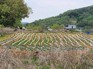 홍산농부님의 감자 · 자유게시판 작성글 사진