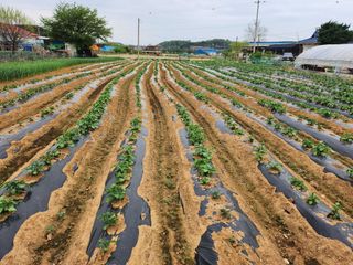 홍산농부님의 감자 · 자유게시판 작성글 사진