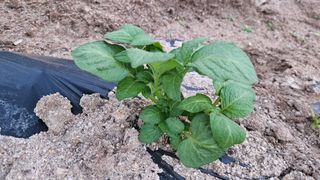 요리하는 농부님의 자유주제 · 자유게시판 작성글 사진