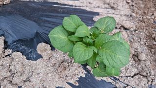 요리하는 농부님의 자유주제 · 자유게시판 작성글 사진