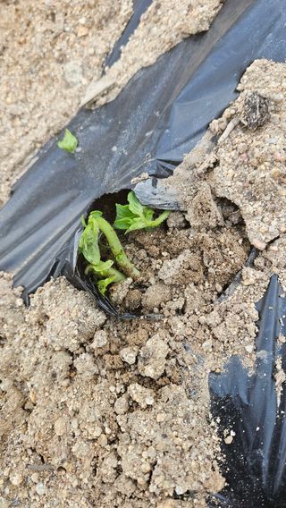 요리하는 농부님의 자유주제 · 자유게시판 작성글 사진