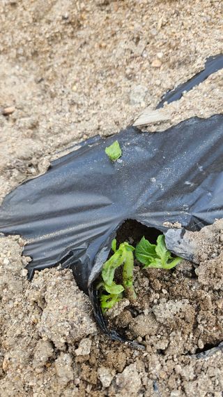 요리하는 농부님의 자유주제 · 자유게시판 작성글 사진