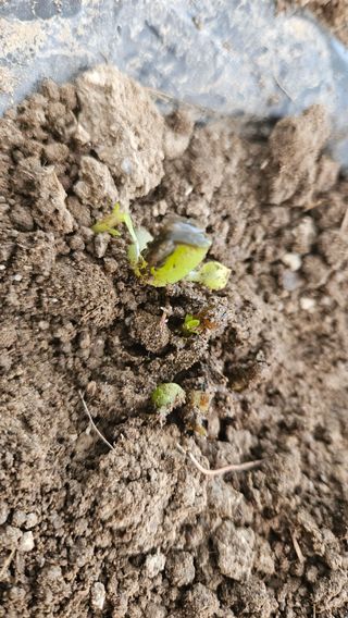 요리하는 농부님의 자유주제 · 자유게시판 작성글 사진