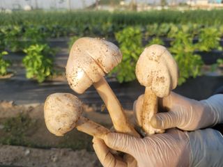 꽁지머리님의 자유주제 · 자유게시판 작성글 사진