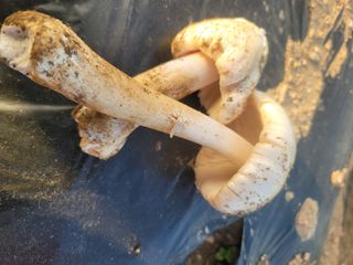 꽁지머리님의 자유주제 · 자유게시판 작성글 사진