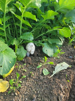 꽁지머리님의 자유주제 · 자유게시판 작성글 사진