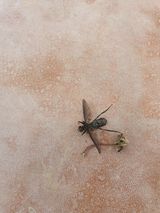 팜모닝 복숭아·병해충상담 게시글 이미지