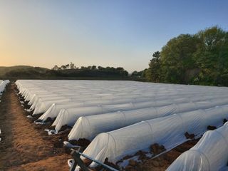 김명복님의 고추 · 영농일지 작성글 사진