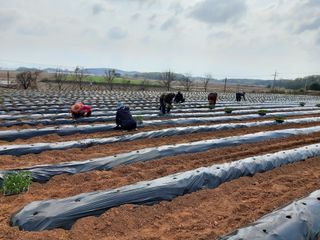 김명복님의 고추 · 영농일지 작성글 사진