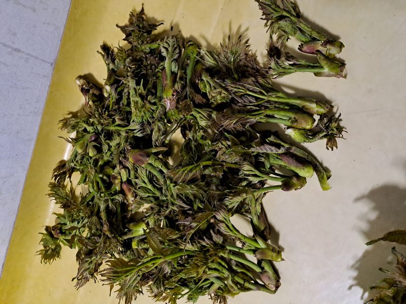 백련지기님의 장터 판매 상품 [드릅 ㅡ 4kg] 첨부 사진