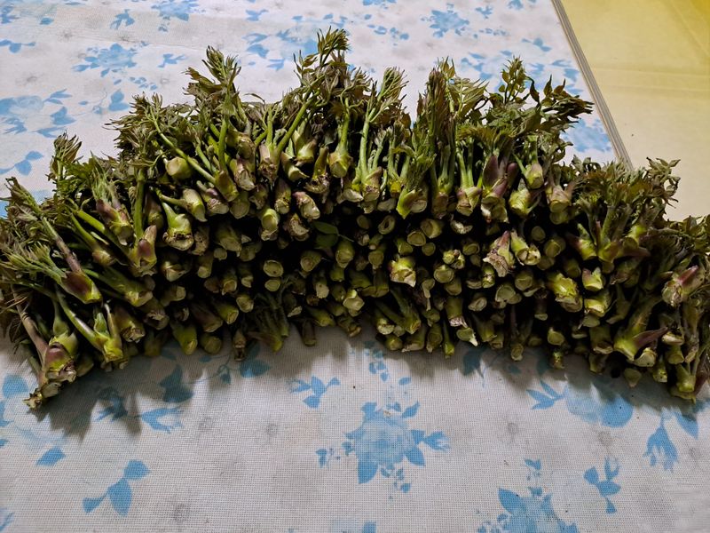 백련지기님의 장터 판매 상품 [드릅 ㅡ 4kg] 첨부 사진