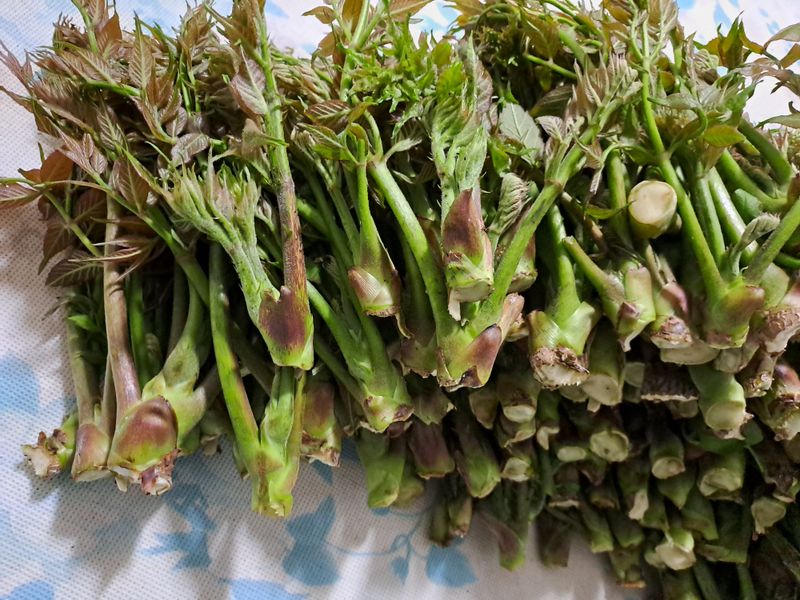 백련지기님의 장터 판매 상품 [드릅 ㅡ 4kg] 첨부 사진