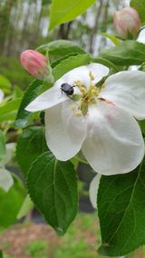 팜모닝 사과·병해충상담 게시글 이미지