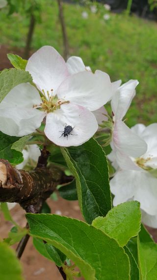 김중근님의 사과 · 병해충상담 작성글 사진