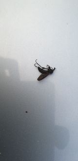 팜모닝 복숭아·병해충상담 게시글 이미지