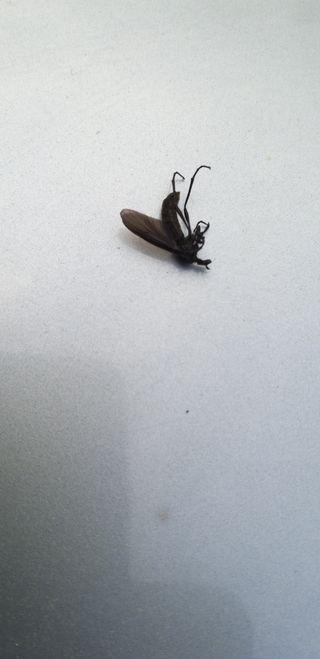 법민님의 복숭아 · 병해충상담 작성글 사진