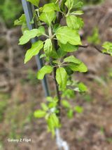 팜모닝 사과·병해충상담 게시글 이미지