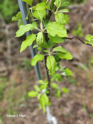 의령대의농부이만암님의 사과 · 병해충상담 작성글 사진