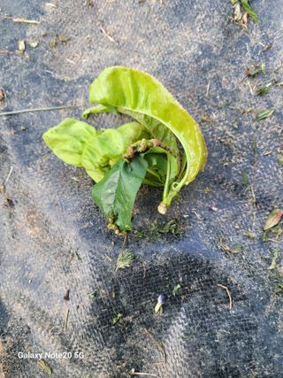 진도고군면 김인호님의 자유주제 · 자유게시판 작성글 사진