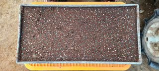 최영희님의 토마토 · 영농일지 작성글 사진