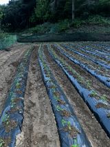 팜모닝 고추·영농일지 게시글 이미지