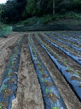 사랑천사님의 고추 · 영농일지 작성글 사진