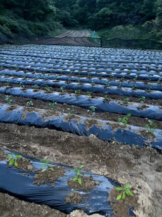 사랑천사님의 고추 · 영농일지 작성글 사진