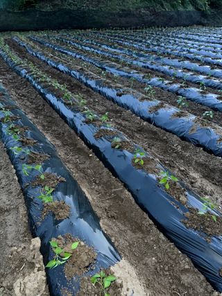 사랑천사님의 고추 · 영농일지 작성글 사진