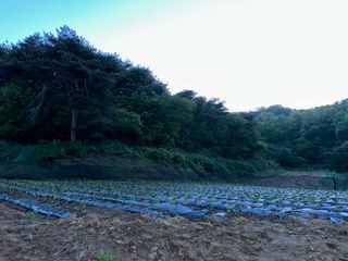 사랑천사님의 고추 · 영농일지 작성글 사진