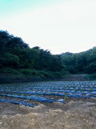 사랑천사님의 고추 · 영농일지 작성글 사진