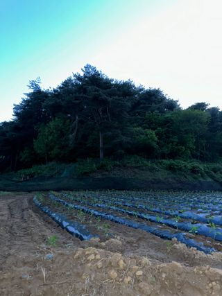 사랑천사님의 고추 · 영농일지 작성글 사진