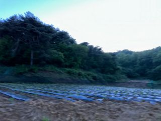 사랑천사님의 고추 · 영농일지 작성글 사진