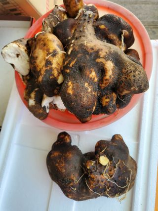 휘성님의 그곳에서 농사하게 된 계기는? · 참여글 작성글 사진