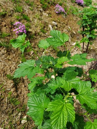 휘성님의 그곳에서 농사하게 된 계기는? · 참여글 작성글 사진