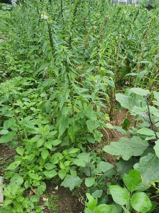 안만수님의 오이 · 자유게시판 작성글 사진