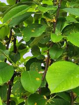 팜모닝 기타작물·병해충상담 게시글 이미지