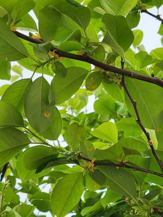 박석연님의 기타작물 · 병해충상담 작성글 사진