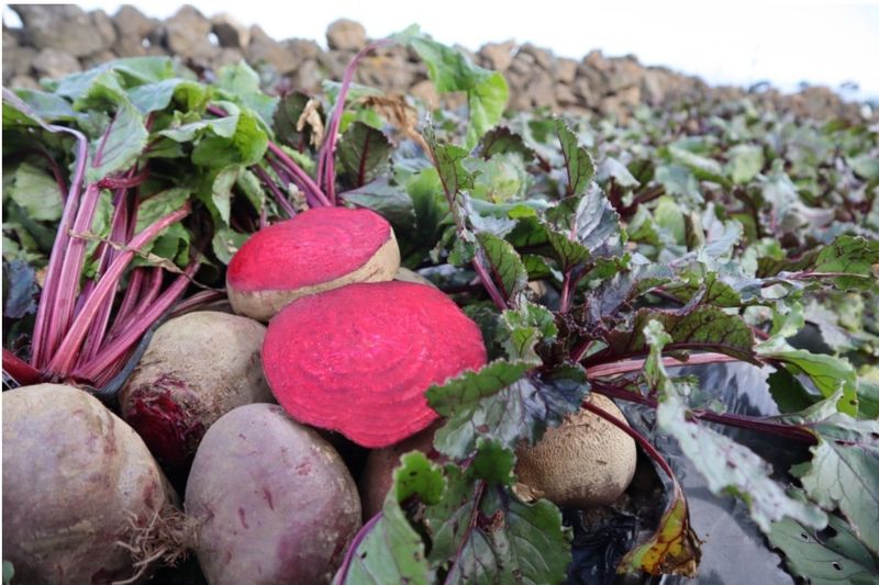 장터 상품 [제주 비트 ] 썸네일