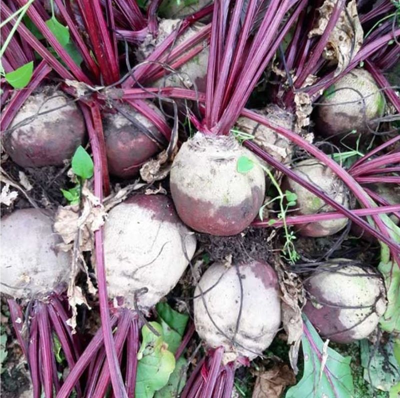 김태환님의 장터 판매 상품 [제주 비트 ] 첨부 사진