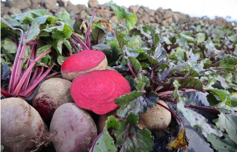 김태환님의 장터 판매 상품 [제주 비트 ] 첨부 사진