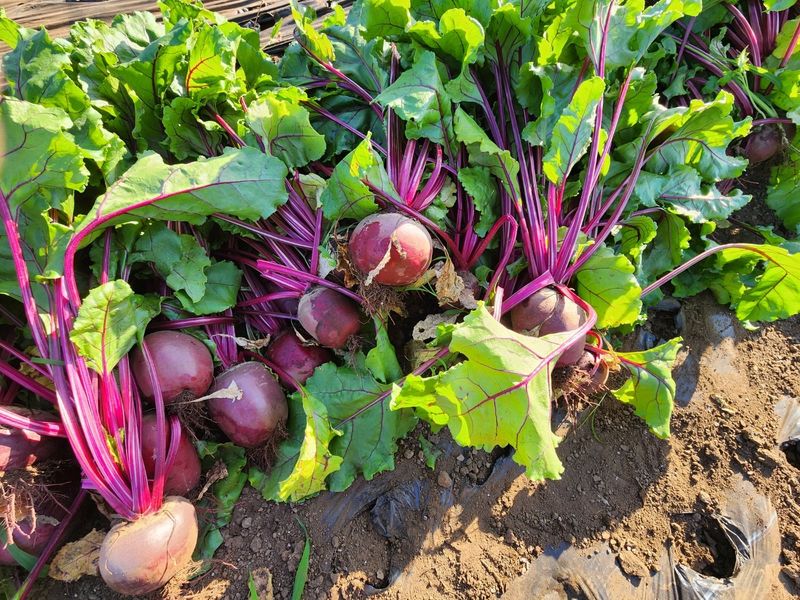 김태환님의 장터 판매 상품 [제주 비트 ] 첨부 사진