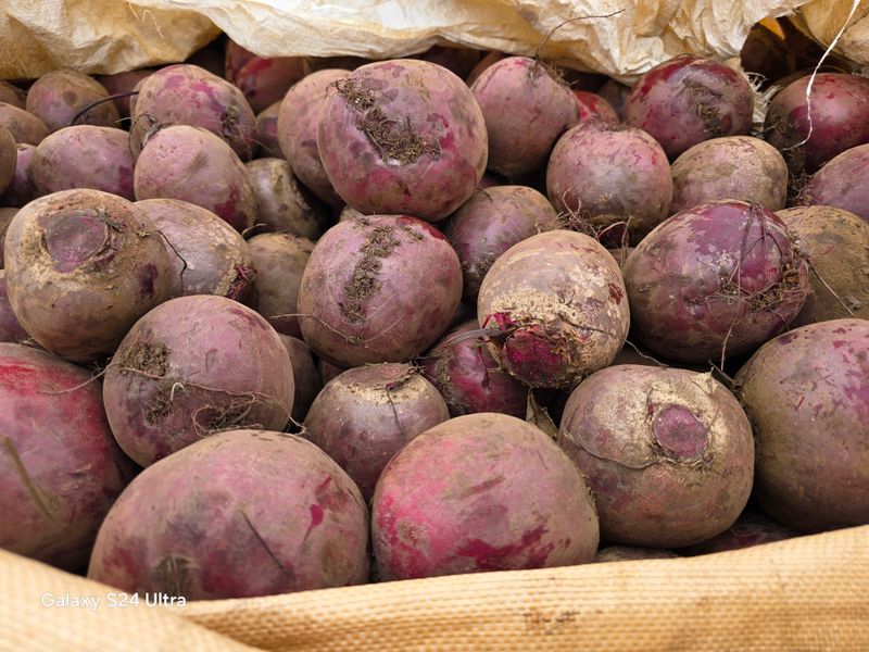 김태환님의 장터 판매 상품 [제주 비트 ] 첨부 사진