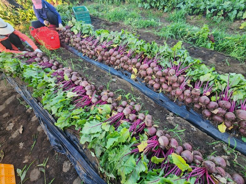 김태환님의 장터 판매 상품 [제주 비트 ] 첨부 사진