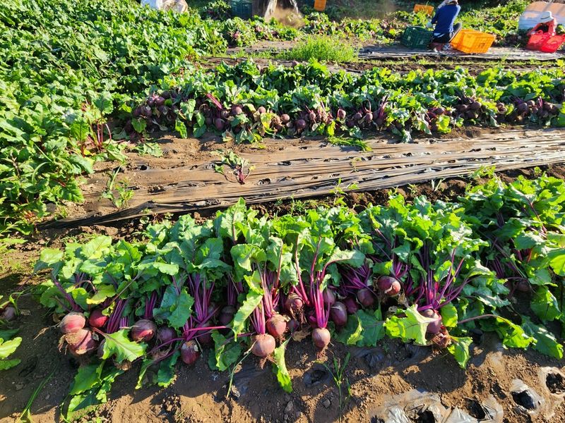 김태환님의 장터 판매 상품 [제주 비트 ] 첨부 사진