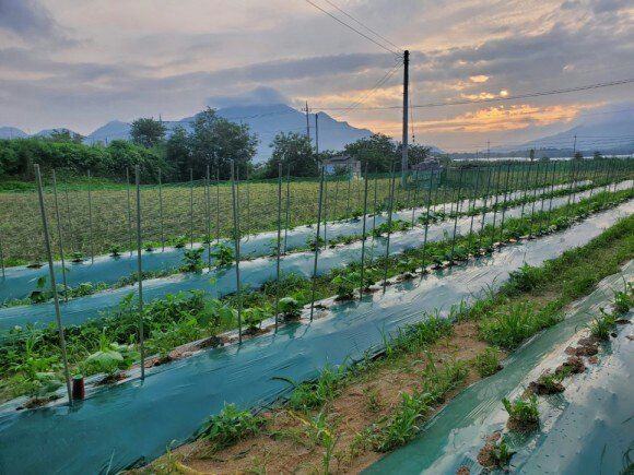 정보센터님의 장터 판매 상품 [일년 수확 재배용 칡 묘목 판매 ] 첨부 사진