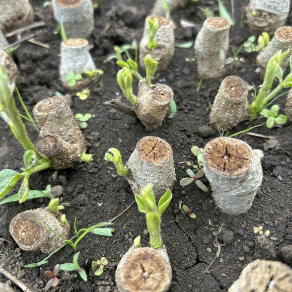 정보센터님의 장터 판매 상품 [일년 수확 재배용 칡 묘목 판매 ] 첨부 사진