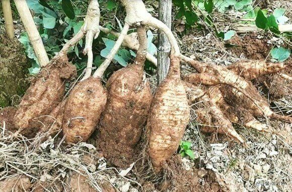 정보센터님의 장터 판매 상품 [일년 수확 재배용 칡 묘목 판매 ] 첨부 사진