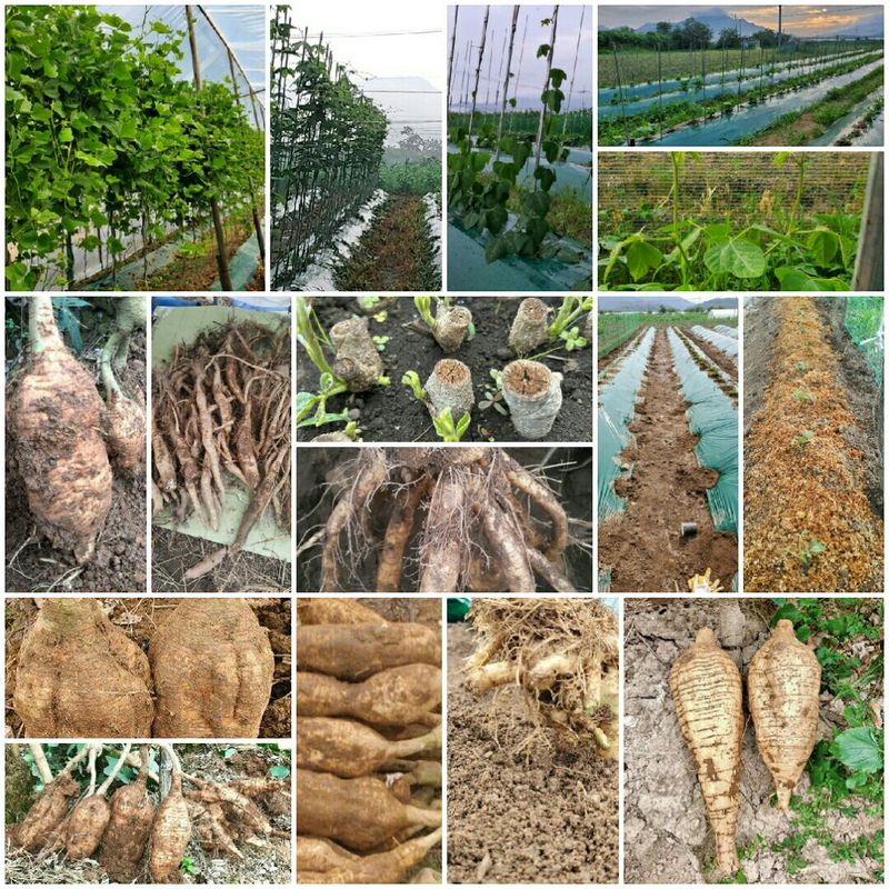 정보센터님의 장터 판매 상품 [일년 수확 재배용 칡 묘목 판매 ] 첨부 사진