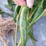 팜모닝 기타작물·병해충상담 게시글 이미지