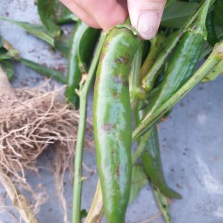 황동빈님의 기타작물 · 병해충상담 작성글 사진